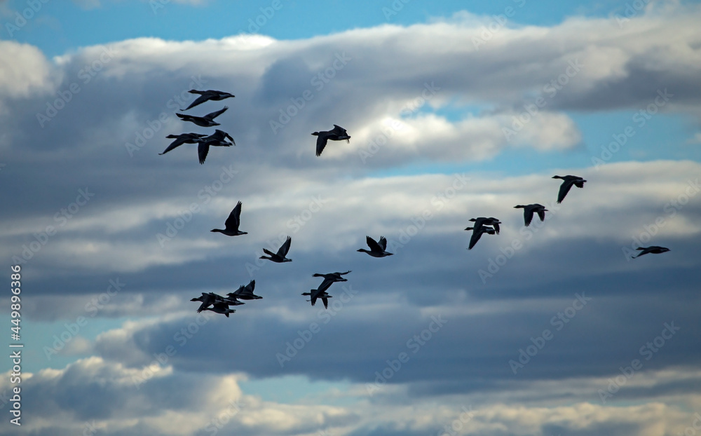 A flock of geese flying on the spring sky. Greater white-fronted goose (Anser albifrons) and Taiga bean goose (Anser fabalis).