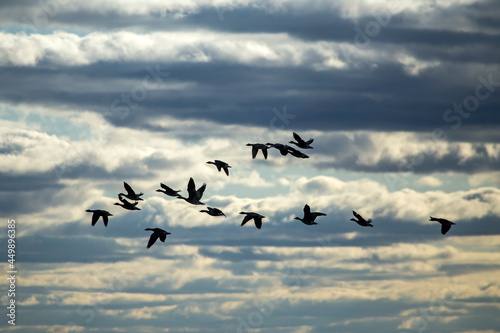 A flock of geese flying on the spring sky. Greater white-fronted goose (Anser albifrons) and Taiga bean goose (Anser fabalis).