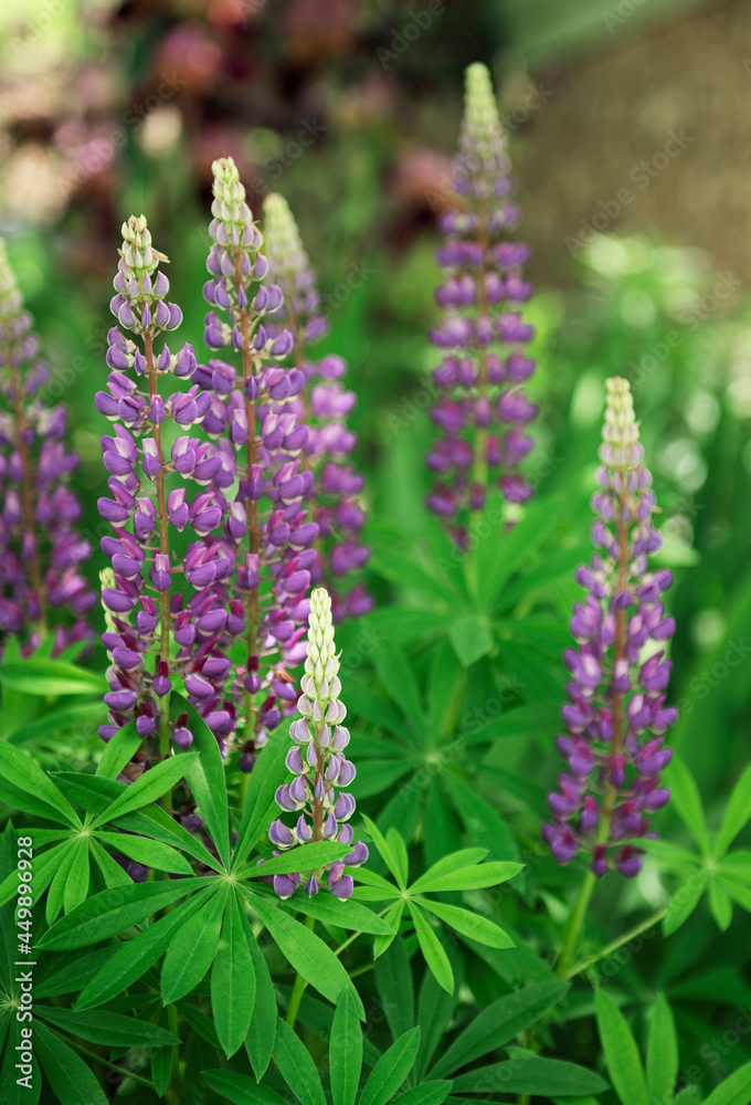 Violet and purple lupine flowers Violet and purple lupine flowers