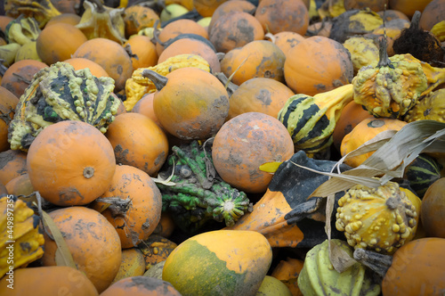 Pile of gourds and pumpkins
