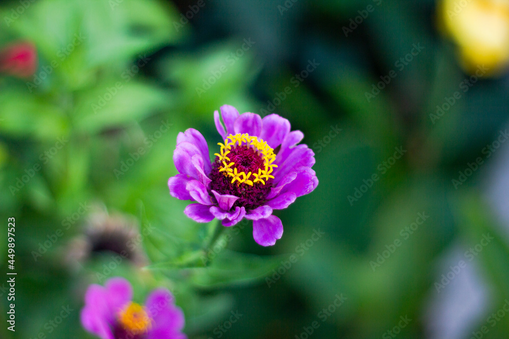 multicolored garden of exotic and beautiful flowers multicolored garden of exotic and beautiful flowers