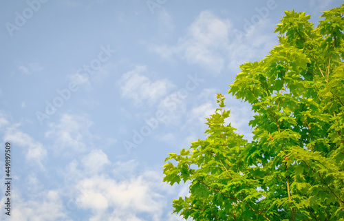Green maple leaves against blue sky
