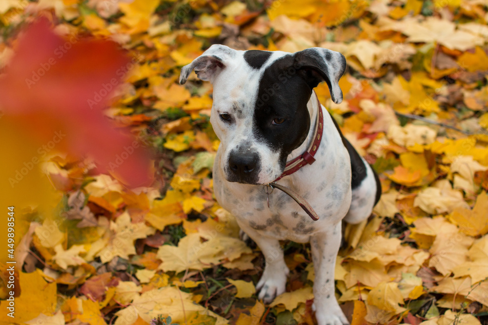 A black and white dog on a walk in yellow foliage. Golden Autumn