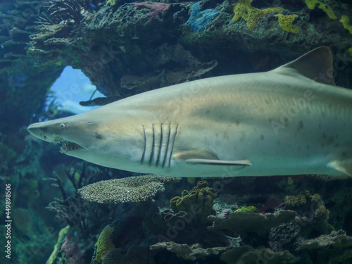 Aquarium shark closeup
