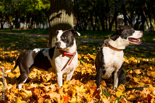 A black and white dog on a walk in yellow foliage. Golden Autumn © Светлана Высокос