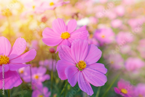 Cosmos colorful flower in the beautiful garden