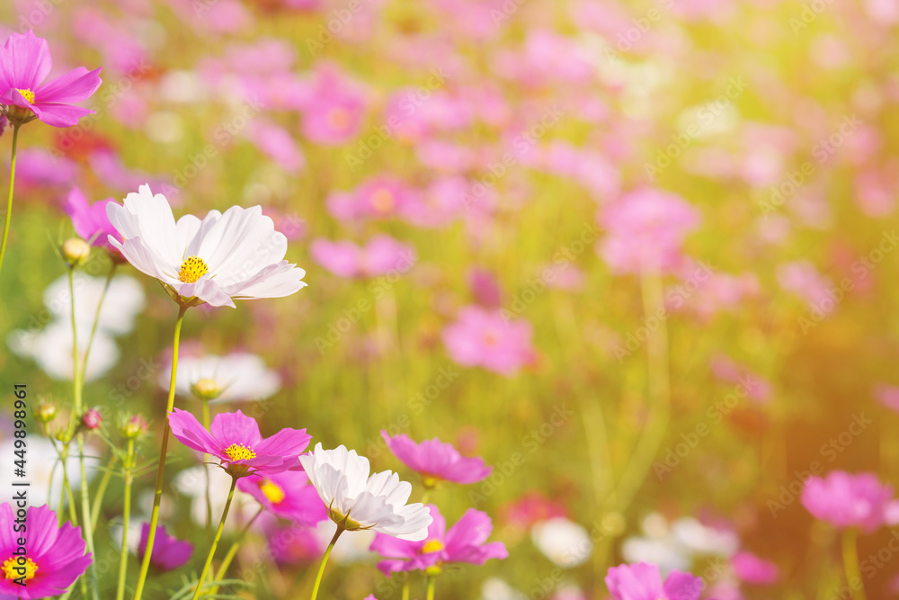 Obraz premium Cosmos colorful flower in the beautiful garden