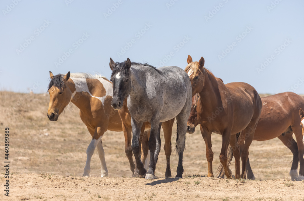 Herd of Wild Horses in the Utah Desert