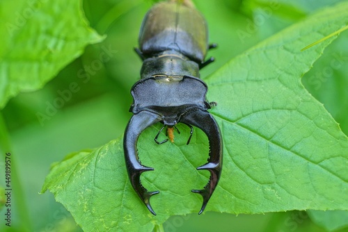 one big black brown beetle deer sit on a green  leaves of a plant in nature photo