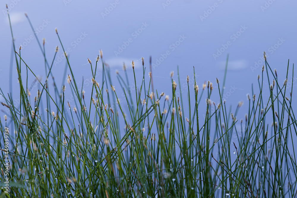 morning dew on the grass