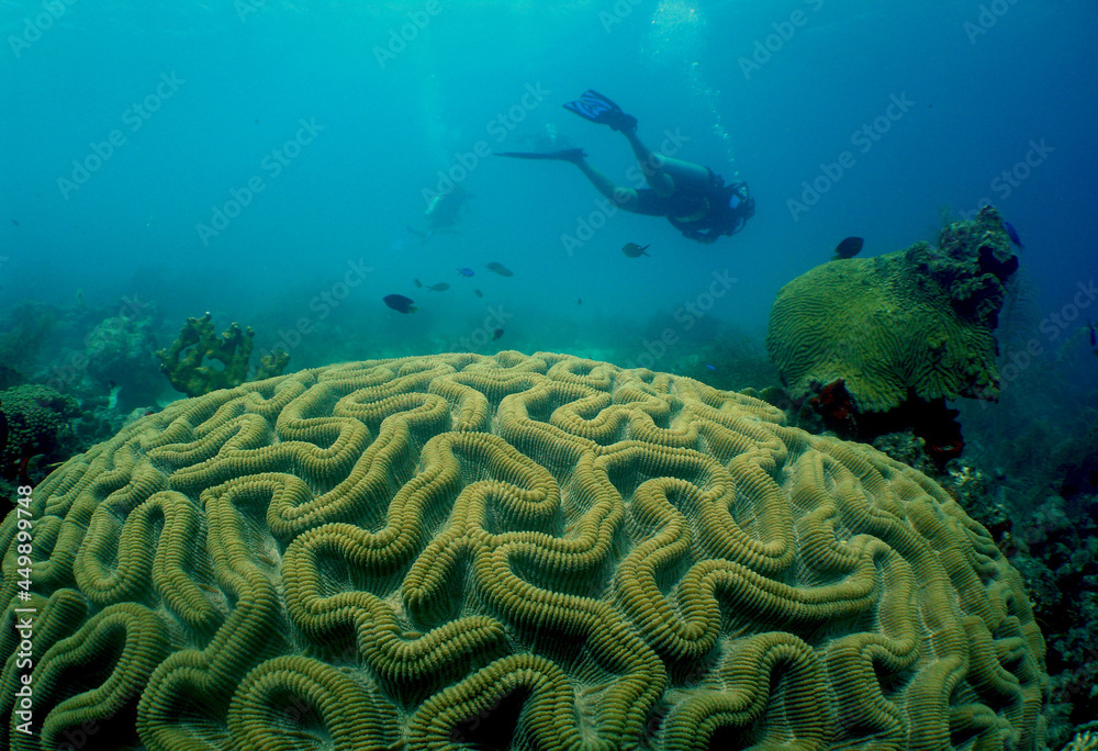 underwater , scuba diver , Aruba Island , Caribbean sea underwater , scuba diver , Aruba Island , Caribbean sea