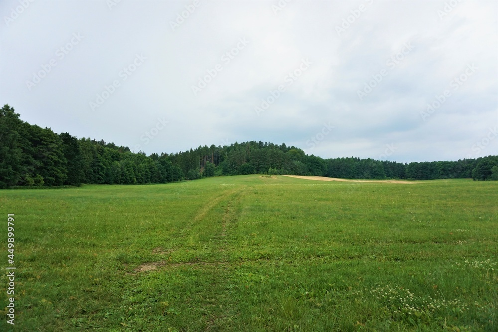 Obraz premium Łąka