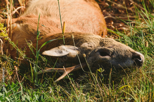 Fotografia Carcass of a dead roe deer in field