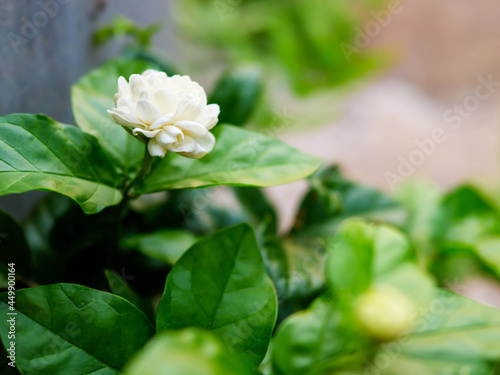 Fototapeta Naklejka Na Ścianę i Meble -  White jasmine flower on plant with green leaves, love symbol of mother's day.