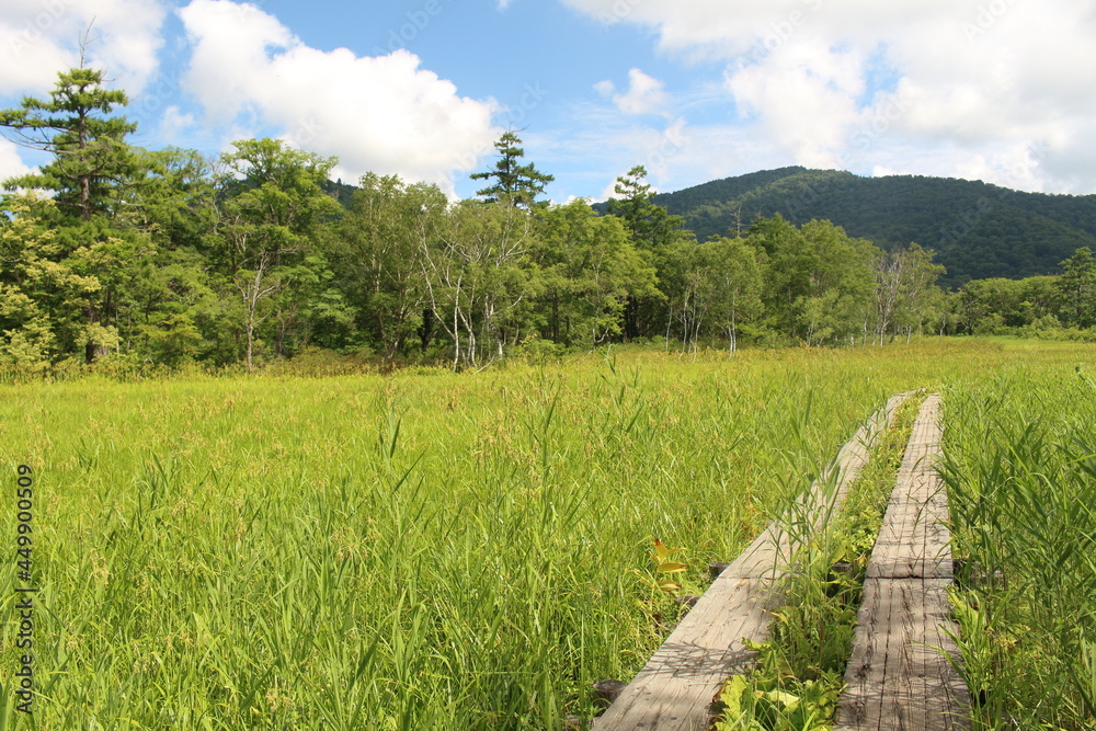 Obraz premium 真夏の尾瀬沼と燧ケ岳 Oze in summer