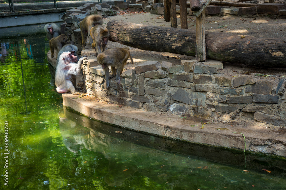 Snapshot from the The Aktiengesellschaft Cologne Zoological Garden in Cologne, Monkeys near a lake