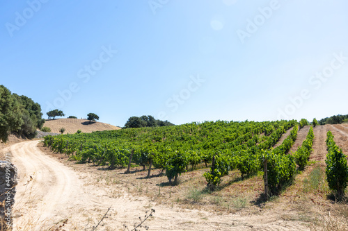 Vermentino vineyard in Gallura, Sardinia, Italy, Europe