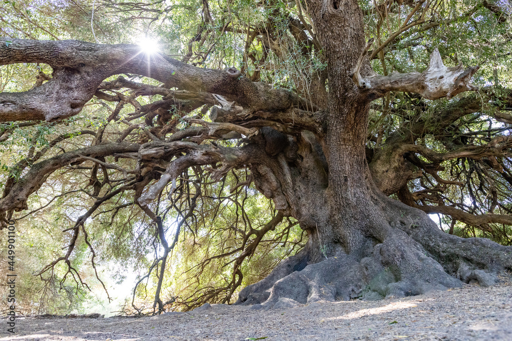 Millennial olive trees of Luras. Olivastri Millenari, Luras, Sardinia, Italy, Europe