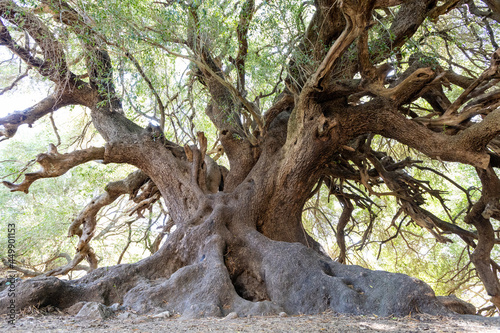 Millennial olive trees of Luras. Olivastri Millenari, Luras, Sardinia, Italy, Europe photo