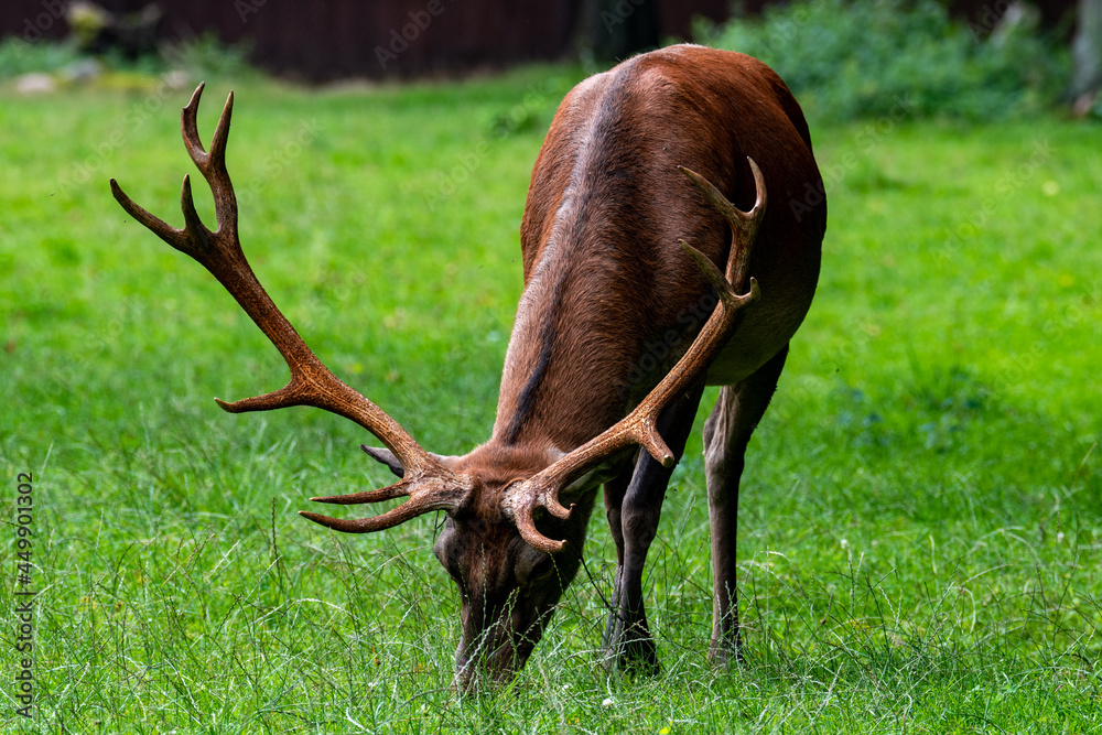 Beautiful male deer grazing in the meadow. Beautiful antlers. Beautiful male deer grazing in the meadow. Beautiful antlers.