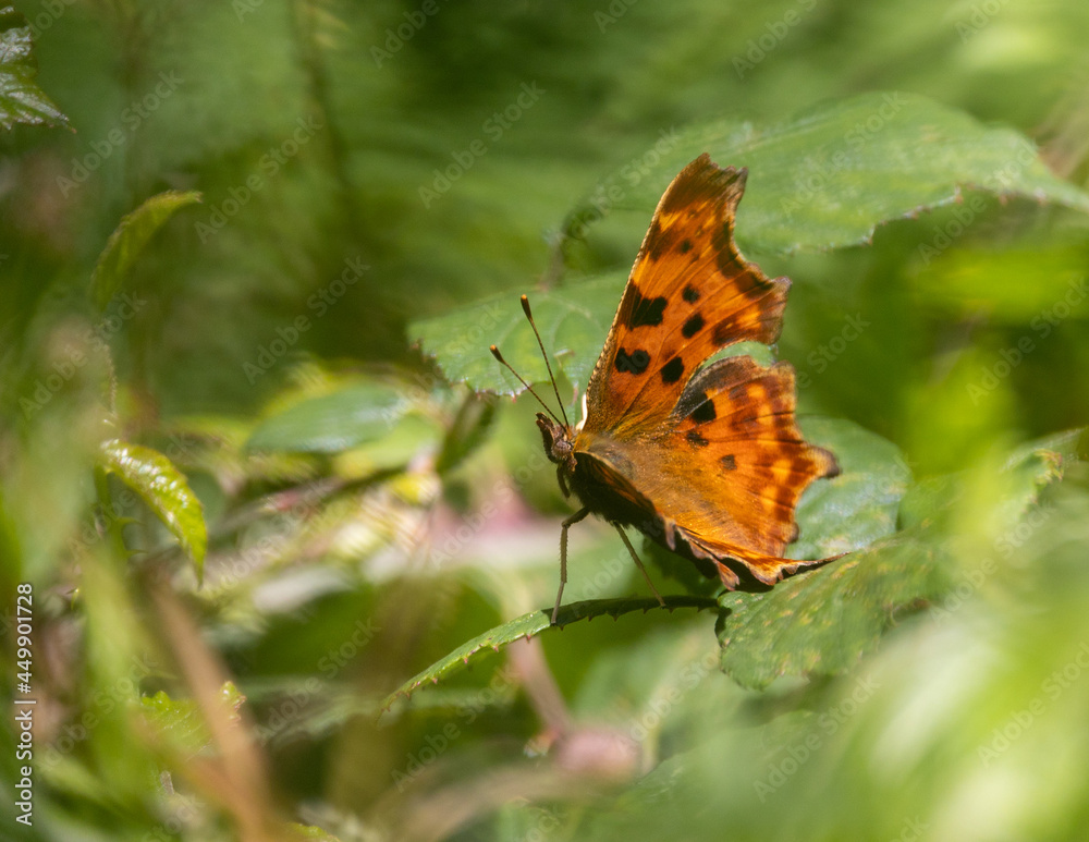Obraz premium comma butterfly on a flower