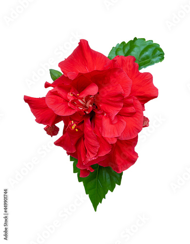 Hibiscus isolated on a white background. Red flower, leaf and bud of the tea plant in red color. Chinese rose. Sudanese terry hibiscus