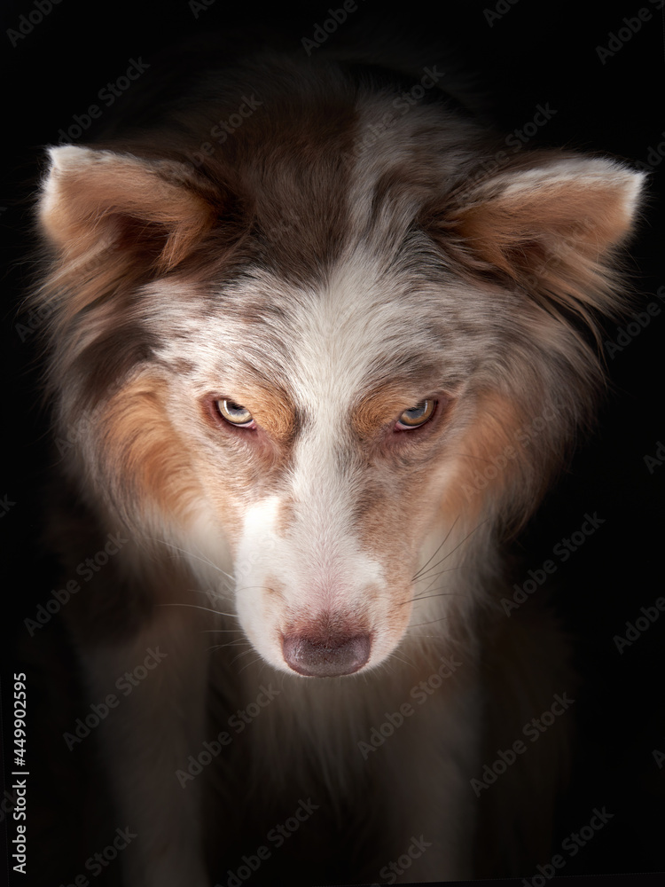 Funny expression dog. border collie on a black background Funny expression dog. border collie on a black background