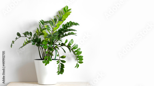Zamioculcas Zamiifolia or ZZ Plant in white flower pot stand on wooden table on a light background