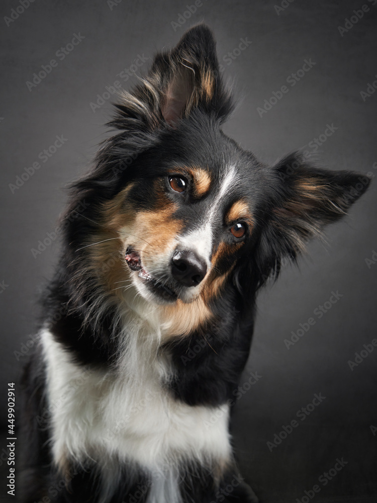 Funny expression dog. border collie on a black background
