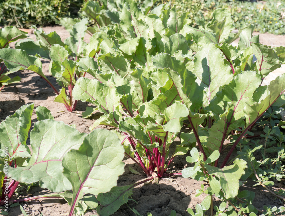 Young sprouts of beets in the soil. Garden. Young sprouts of beets in the soil. Garden.