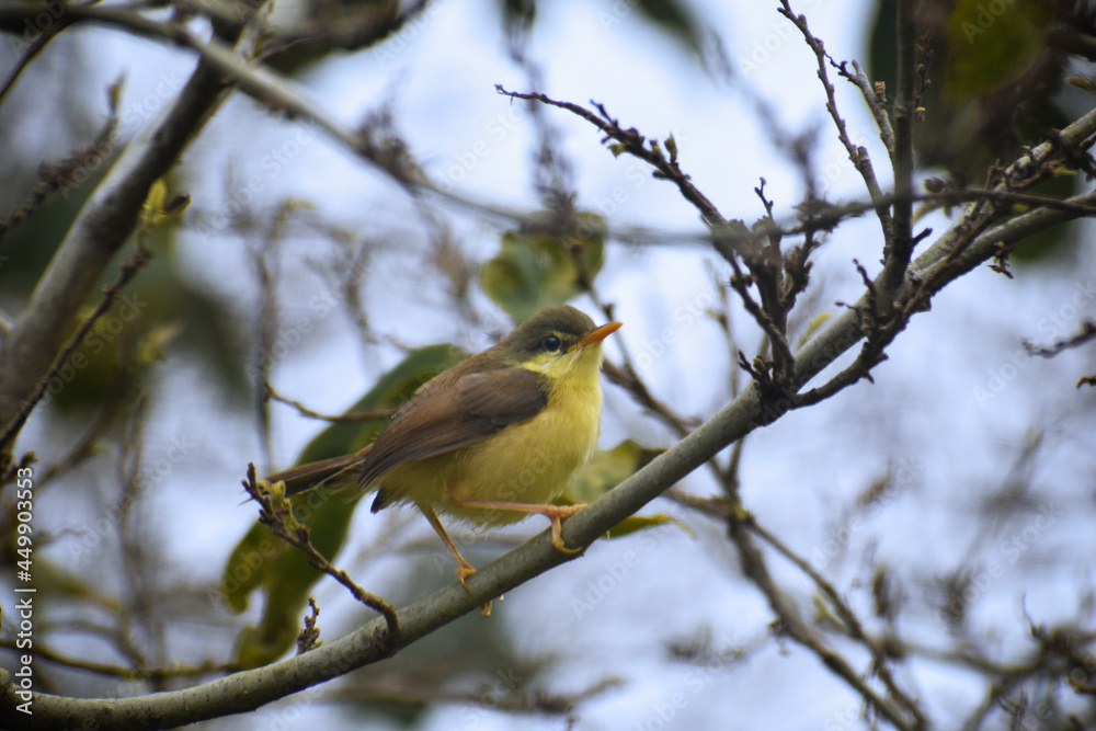 Naklejka premium yellow backed shrike