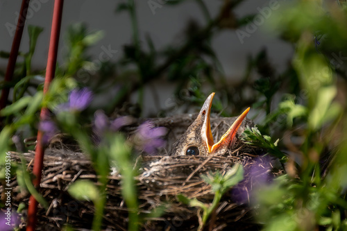 Baby Robin Chicks in a nest in our flower planter. Robins getting big and ready to leave the nest on our porch in Windsor in Broome County in Upstate NY.