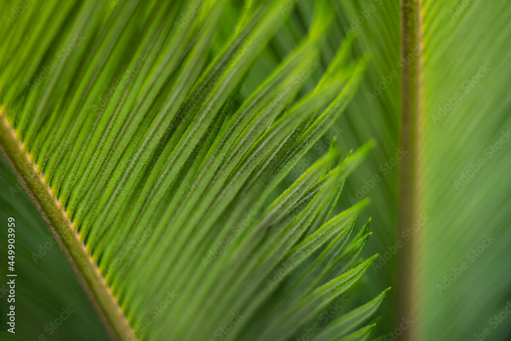 Palm leaves. Green background. Leaves on a branch. Palm leaves. Green background. Leaves on a branch.