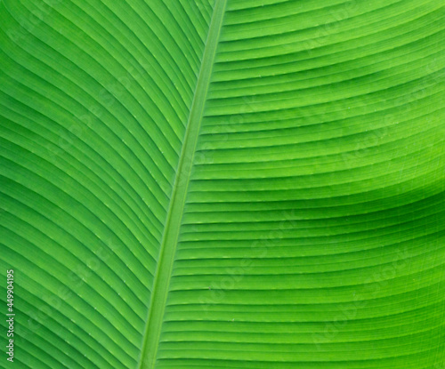 Beautiful tropical banana leaf texture background. Green banana leaf background with copy specs for text. The leaves of the banana tree pattern. Peaceful nature. Concept image.