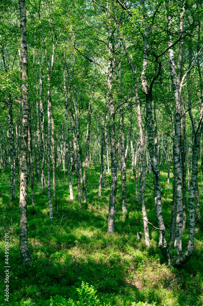 Karpaten-Birkenwald Karpaten-Birkenwald