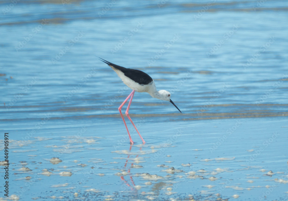 Black-winged Stilt Black-winged Stilt