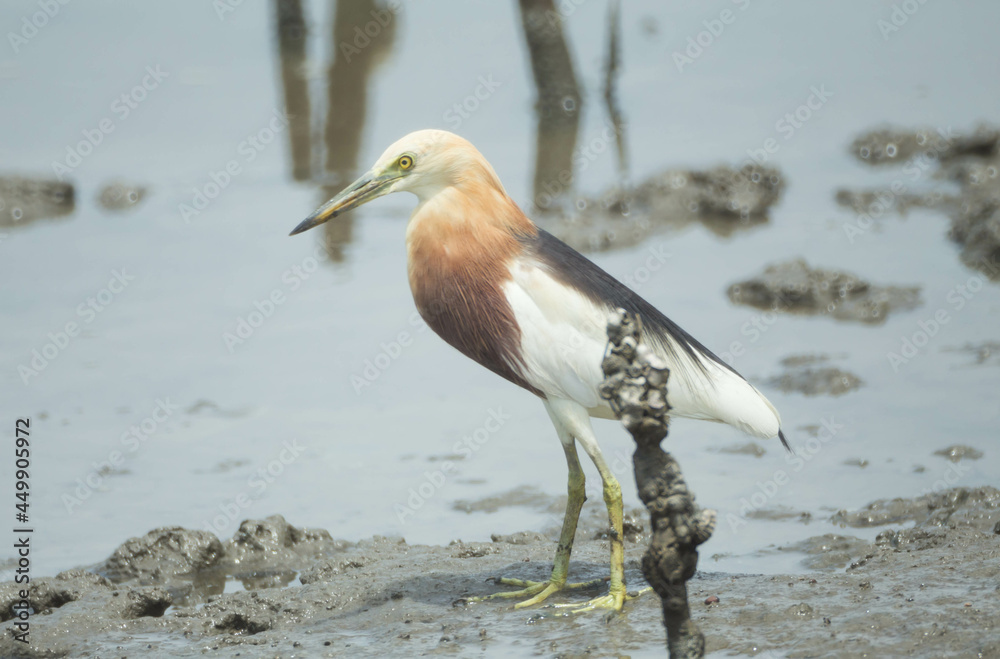 Obraz premium Javan pond heron