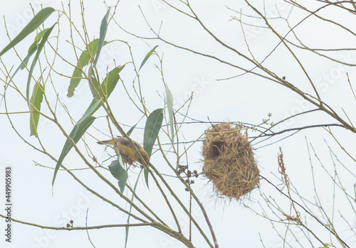 Asian Golden Weaver