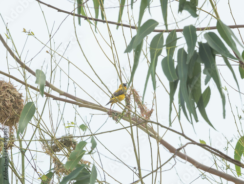 Asian Golden Weaver
