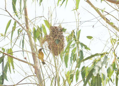 Asian Golden Weaver