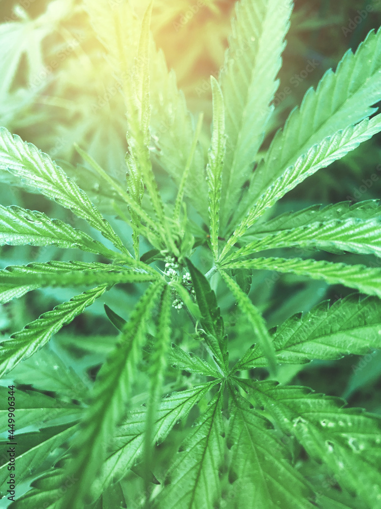Leaves of flowering marijuana bush top view. The concept of legalization and cultivation of cannabis. Leaves of flowering marijuana bush top view. The concept of legalization and cultivation of cannabis.