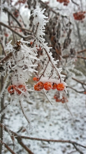 Branch of red rowan covered by hoarfrost