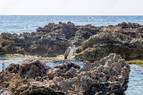 young cormorant on rock in Sa Mesa Longa beach. Capo Mannu, San Vero Milis, Oristano, Sardinia, Italy, Europe photo