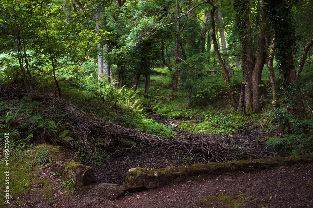 Obraz premium Green forest, romantic landscape. English nature, dense woodland, Somerset UK