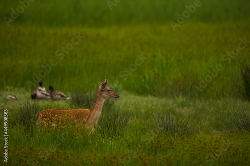 Fototapeta Naklejka Na Ścianę i Meble -  Fallow deer in Aiguamolls De L'Emporda Nature Reserve, Spain