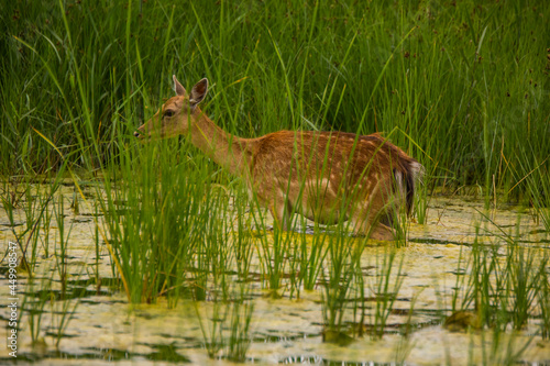 Fototapeta Naklejka Na Ścianę i Meble -  Fallow deer in Aiguamolls De L'Emporda Nature Reserve, Spain