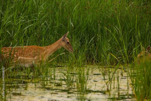 Fototapeta Naklejka Na Ścianę i Meble -  Fallow deer in Aiguamolls De L'Emporda Nature Reserve, Spain