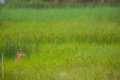 Fototapeta Naklejka Na Ścianę i Meble -  Fallow deer in Aiguamolls De L'Emporda Nature Reserve, Spain