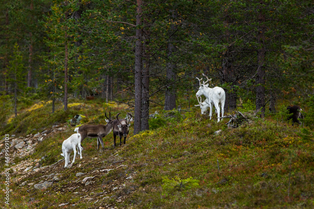 Reindeers in Autumn in Lapland, Northern Finland. Europe Reindeers in Autumn in Lapland, Northern Finland. Europe