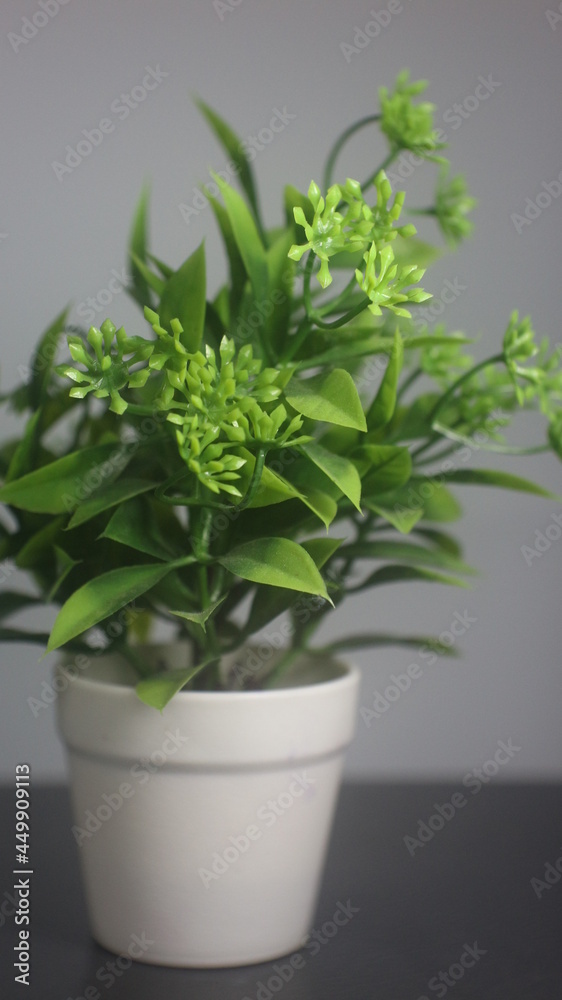 herbs in a pot herbs in a pot